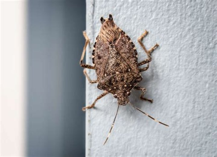 11 Tips to Repel Stink Bugs Naturally to Get Rid Bugs