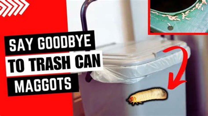 7 Eay Ways to Get Rid of Maggots in the Trash Can