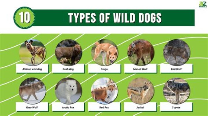 Are dogs still wild animals?