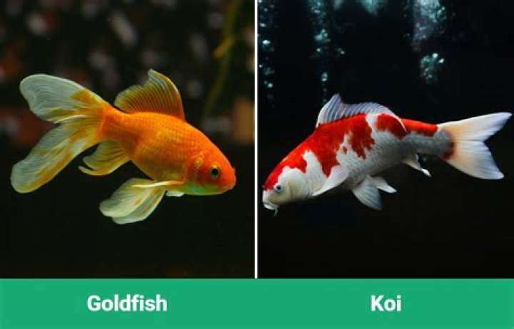 Are goldfish koi?