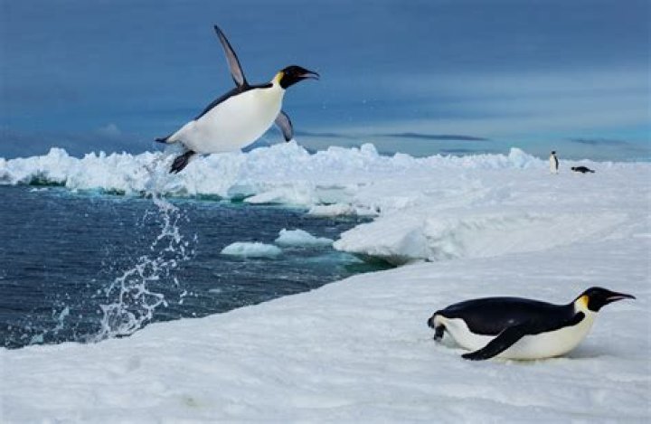 Are Killer penguins real?
