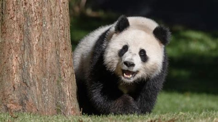 Are Pan PANDAS fatal?