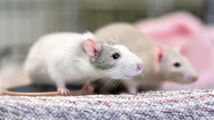 Are rats good beginner pets?