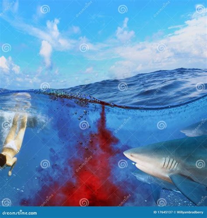 Are sharks attracted to vomit?
