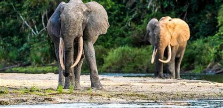 Are there any elephants left in Garamba Park?