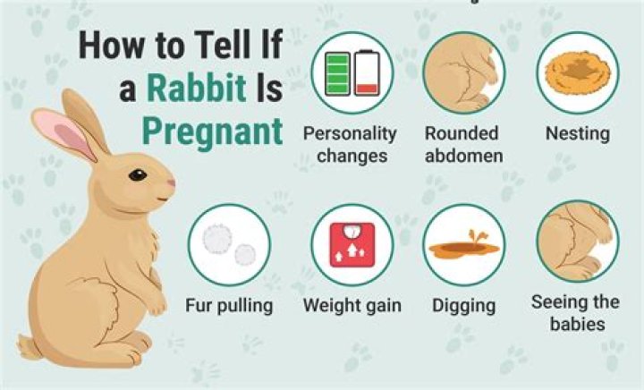 Can a rabbit get pregnant while pregnant?