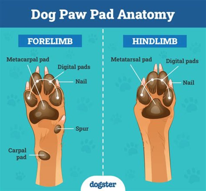 Can dogs absorb things through their paws?