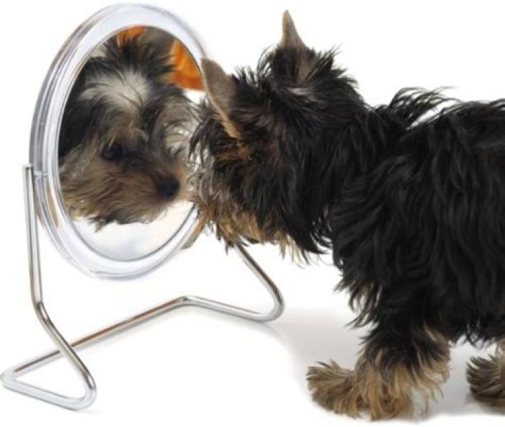 Can dogs recognize themselves in mirrors?