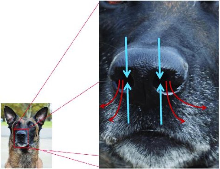 Can dogs smell arousal?