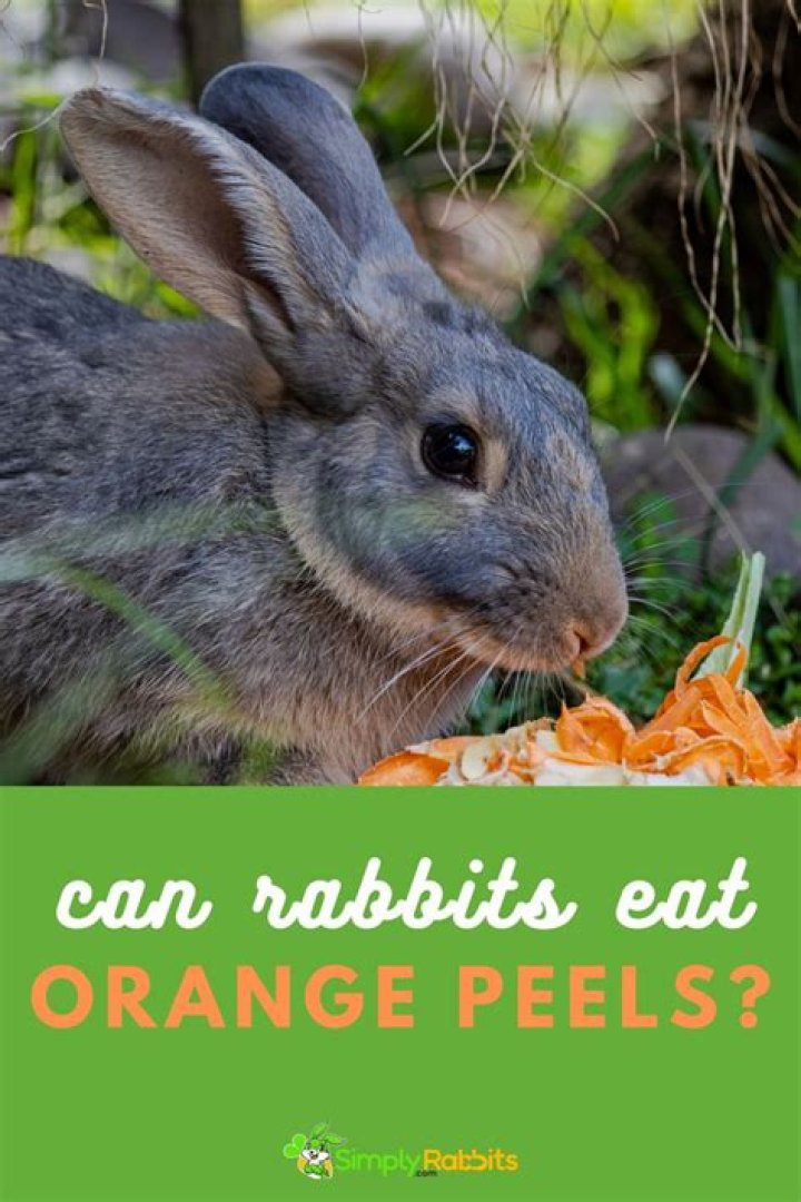 Can rabbits have apple peels?