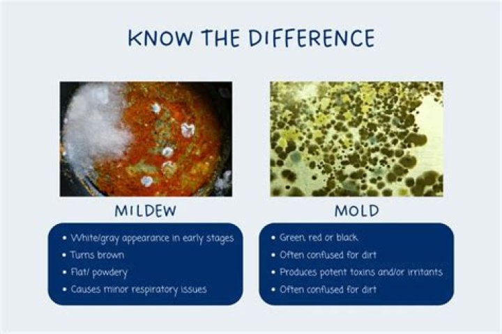 Can slime mold walk?