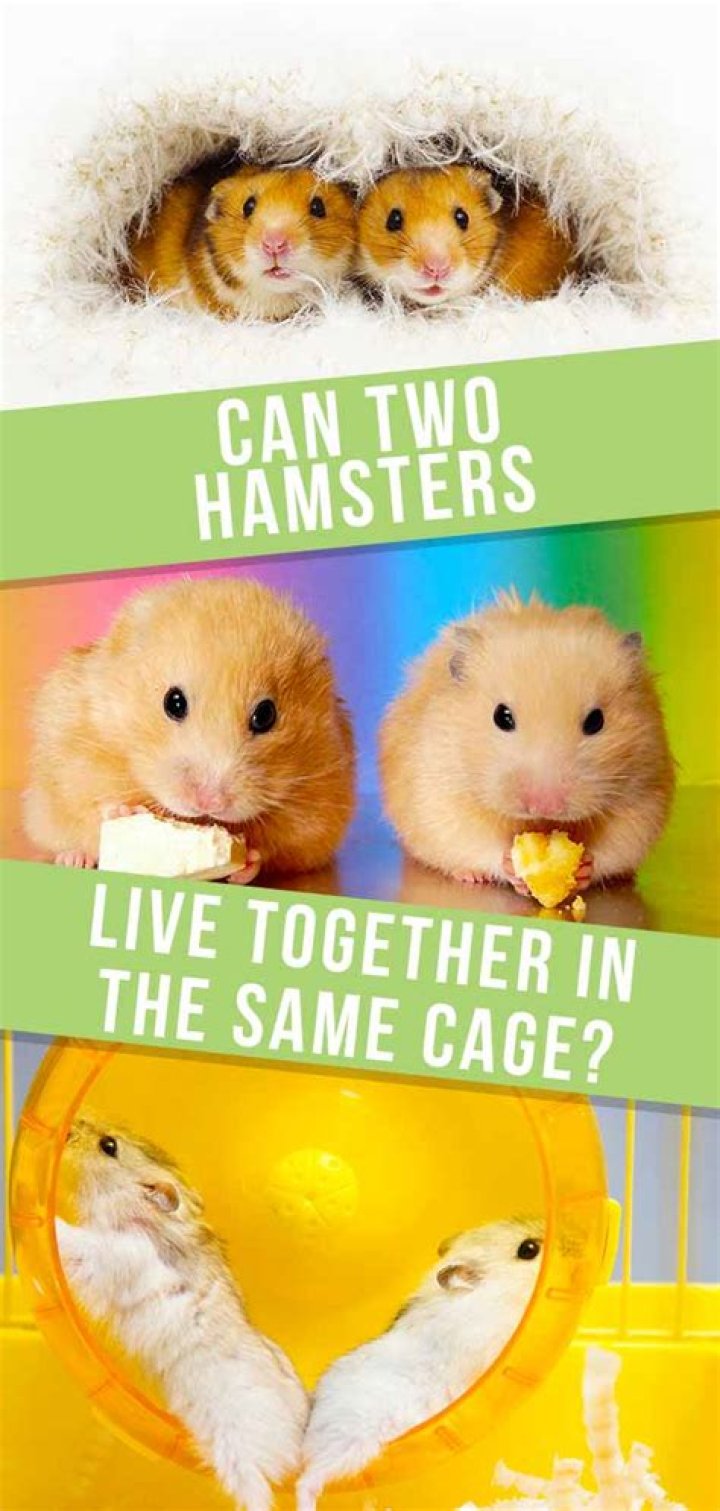 Can you keep two hamsters one cage?