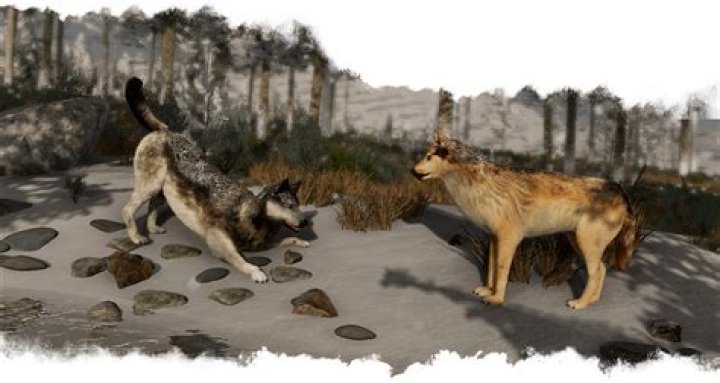 Can you play WolfQuest alone or with friends?