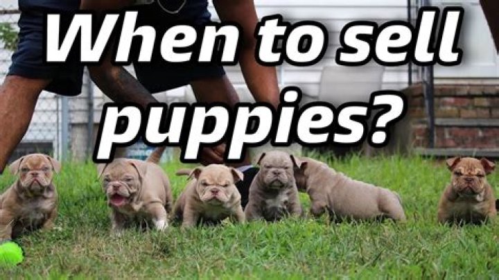 Can you sell puppies in Sims 2?