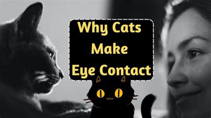 Do cats like eye contact?