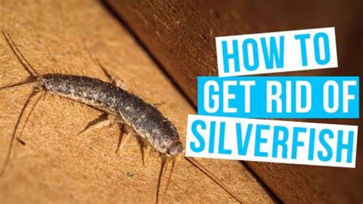 Do cockroaches eat silverfish?