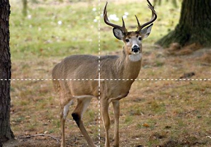 Do deer remember being shot at?