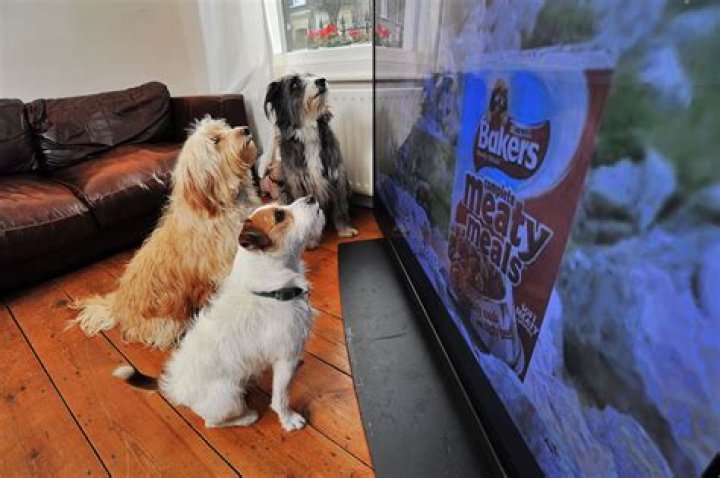 Do dogs like watching TV?