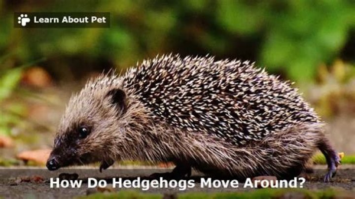 Do hedgehogs move fast or slow?