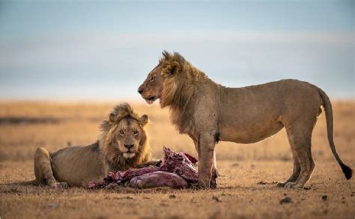 Do lions eat people?