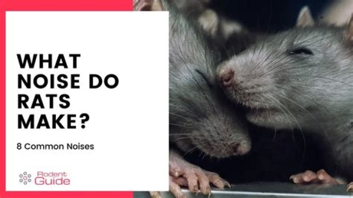 Do mice make noise?
