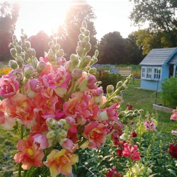 Do snapdragons reproduce asexually?