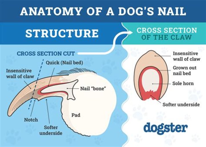 Does a nail grinder hurt dogs?