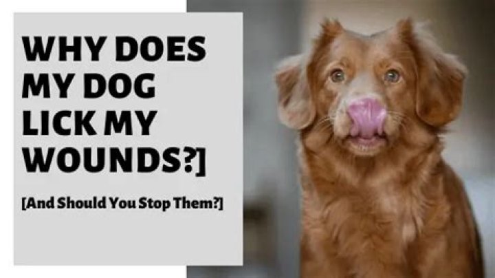 Does dog saliva heal wounds?