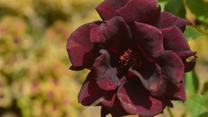 How are black roses created?