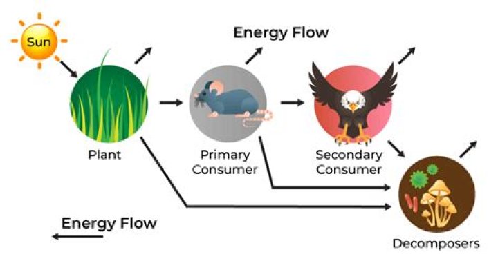 How are plants able to draw energy from other plants?
