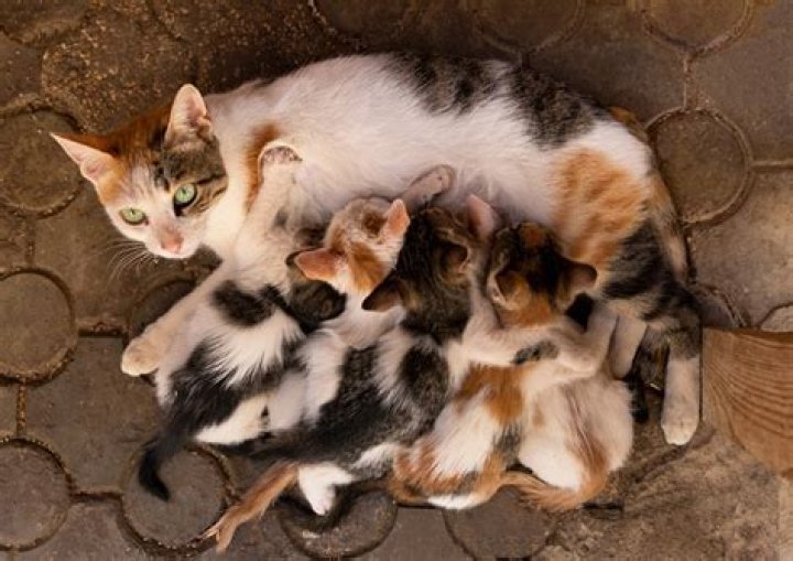 How do I know if my cat trusts me with her kittens?