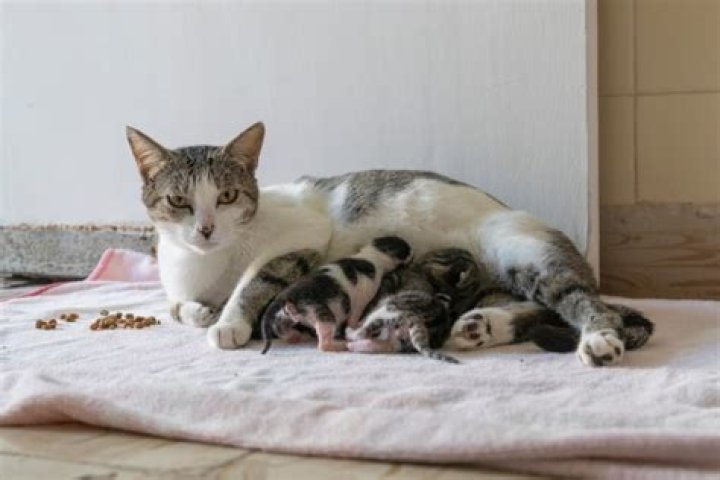 How do I know if my mother cat is feeding her kittens?