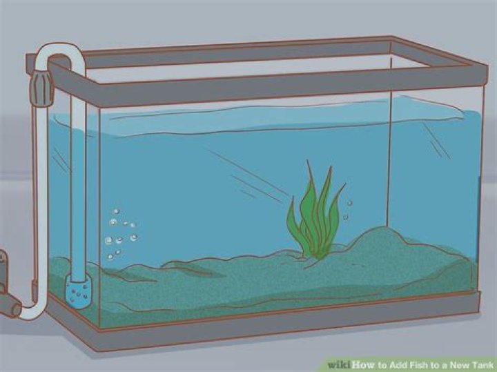 How do you add fish to a tank?