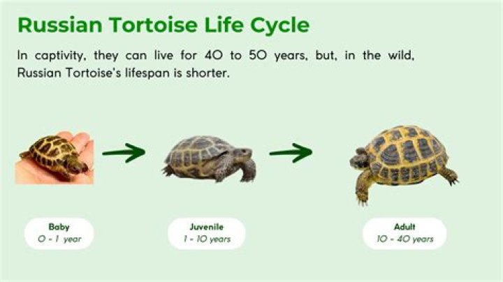 How do you age a SIM not in your household?