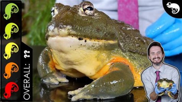 How do you breed a bullfrog in Pet Shop Story?