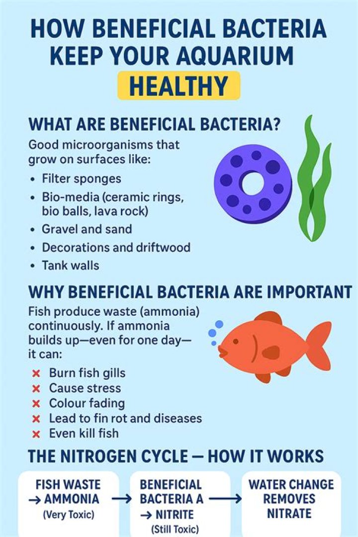 How do you create beneficial bacteria in an aquarium?