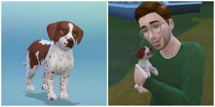 How do you get a dog in the Sims?