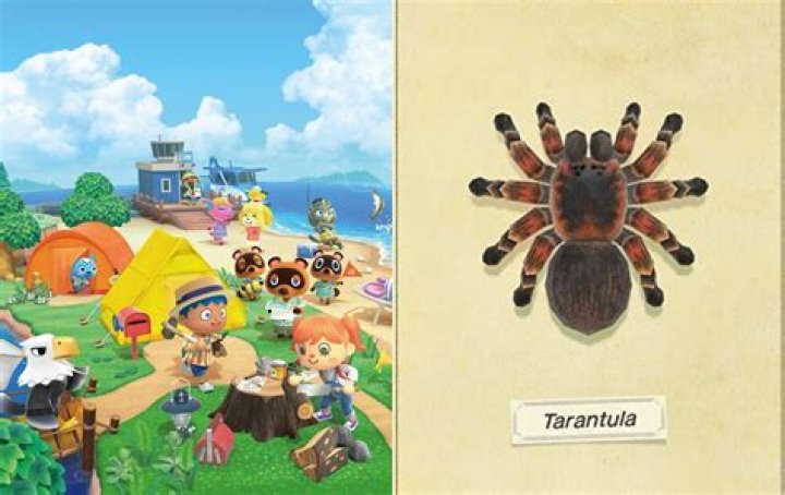 How do you get a tarantula in Animal Crossing?