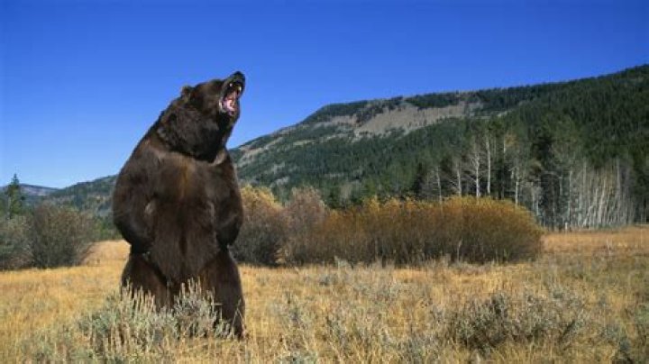 How do you kill a bear in the Hunter?