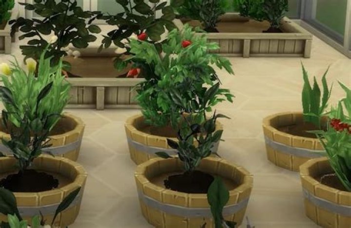 How do you make a plant person on Sims 2?