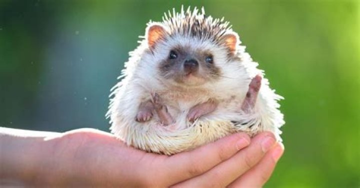 How do you unlock hedgehogs?