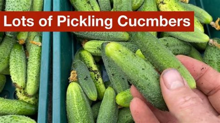 How do you use pickling crisp granules?