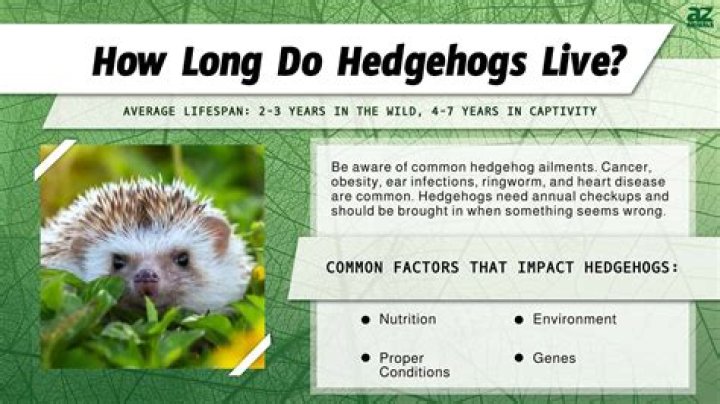How long do hedgehogs live as a pet?