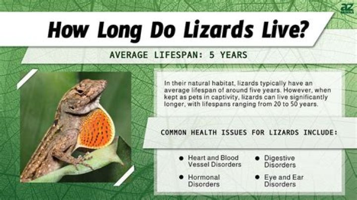 How long do lizards sleep for?