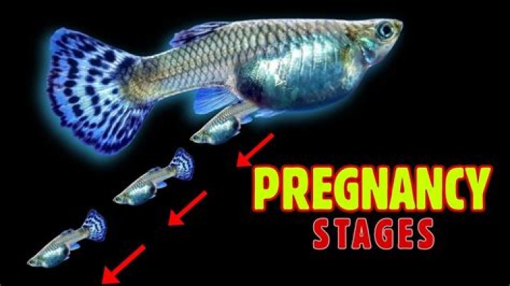 How long is fish pregnant tycoon?