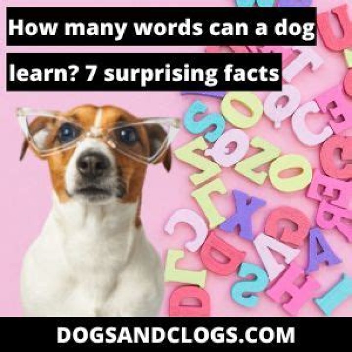 How many words can a dog learn?