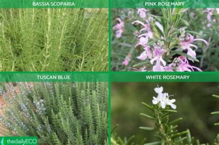 【How-to】Are all varieties of rosemary edible