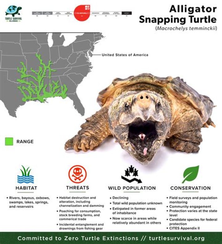 【How-to】Are alligator snapping turtles aggressive