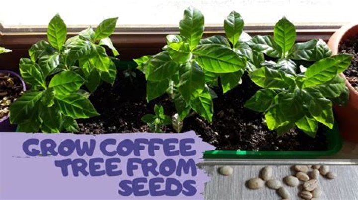 【How-to】Can coffee beans grow in the us