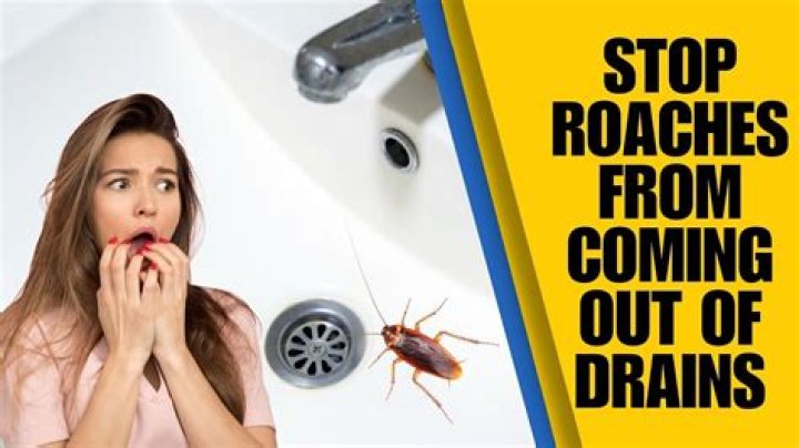 【How-to】Can roaches die in a hot car